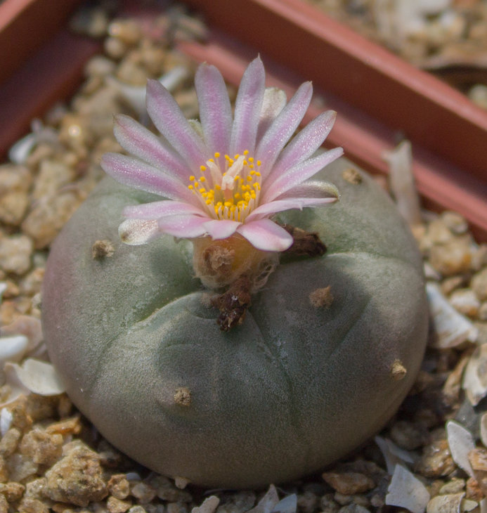 L.williamsii_JJH 0010812, Rio Pecos , Texas , USA_семена от Petr Kupcak