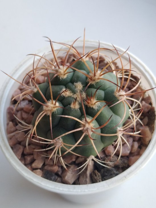 G. pflanzii - ?