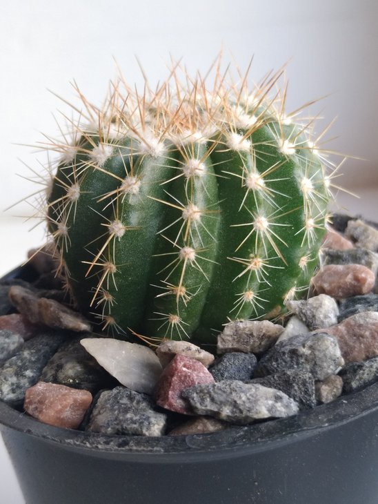 Notocactus/Parodia. Вид - ?