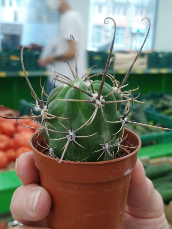 L. ferox - ?