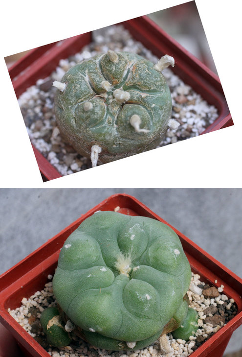 Lophophora diffusa v. swobodaiana