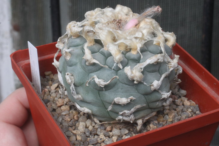 Lophophora williamsii