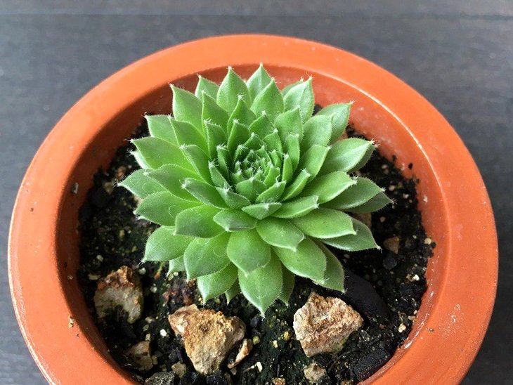 Succulent.jpg