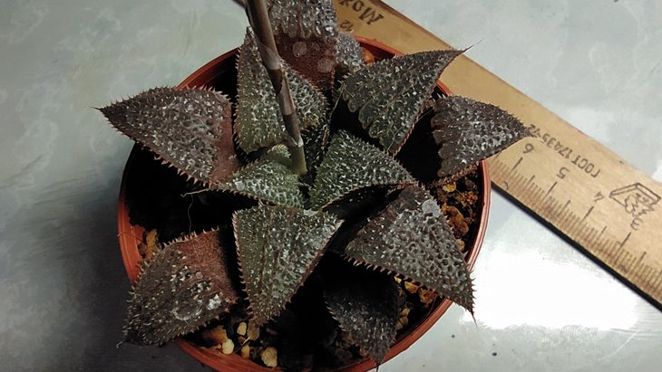 Haworthia wimii