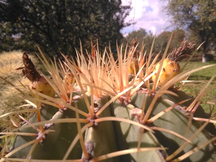 Ferocactus glaucescens