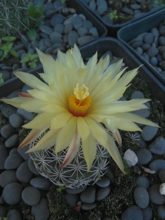 Coryphantha radians
