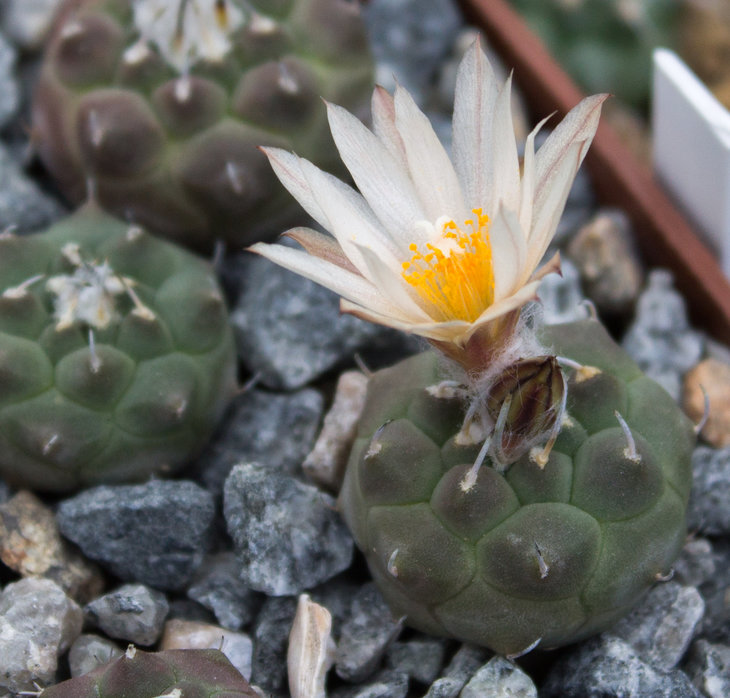 24.11_Turbinicarpus jauernigii, TCG 18001, Palomas A SLP_семена от Petr Kupcak_посев 01.12.17.jpg