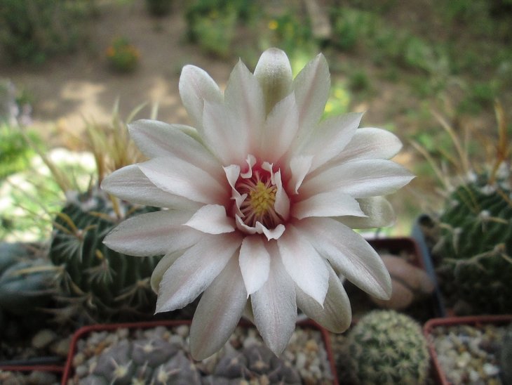 GYMNOCALYCIUM calochlorum  v. proliferum 2- P 109.jpg