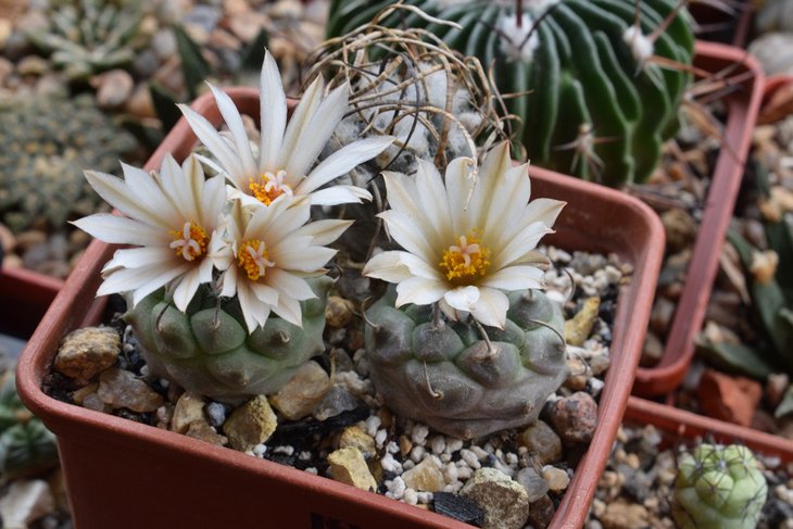 turbinicarpus klinkerianus.jpg