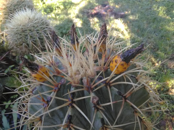 Ferocactus glaucescens
