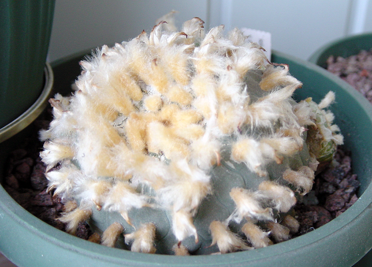 Lophophora fricii v. albiflora (растение от Кёреса), осень 2016 года
