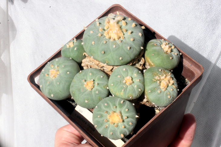 Lophophora fricii v. albiflora (растение от Кёреса), осень 2020 года. Грань горшка - 9 см.