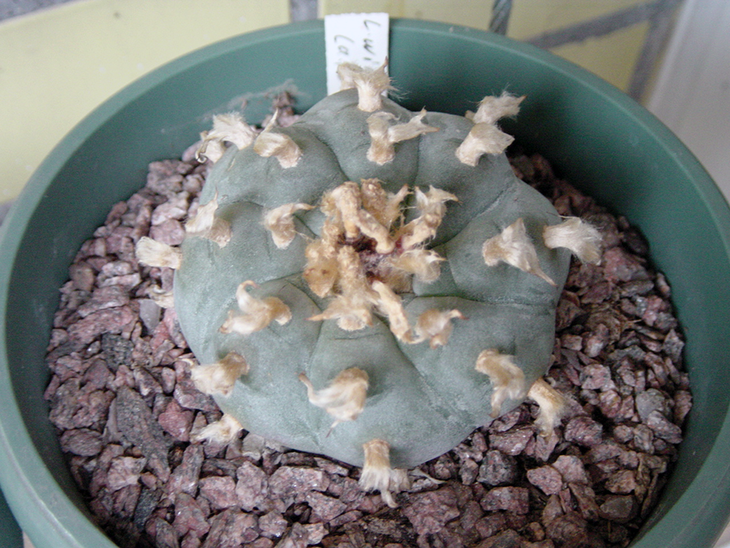 Lophophora williamii, La Paloma, Coahuila, осень 2016 года