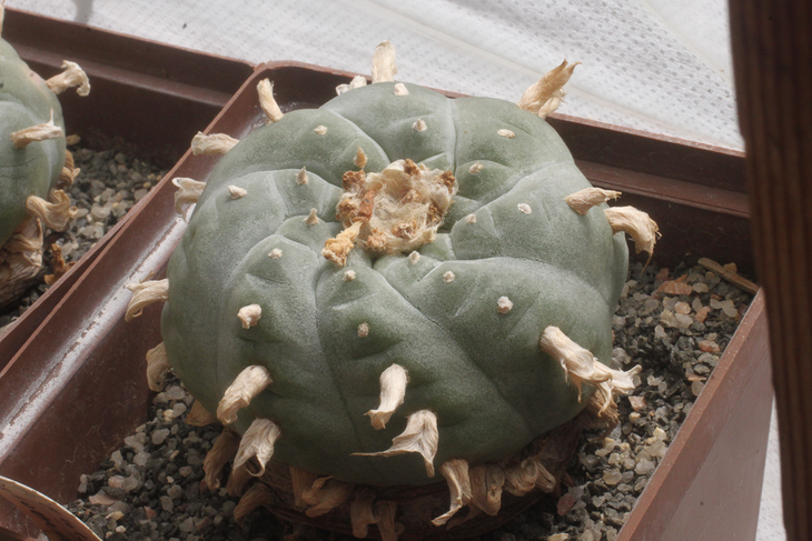 Lophophora williamii, La Paloma, Coahuila, осень 2020 года. Грань горшка - 9 см.