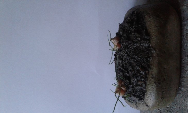 А першість з мініатюрності утримує Drimia unіflora ( синонім Litanthus pusillus ), розмір цибулини якого рідко досягає 1 см., а довжина нечисленних листків не перевищує 6 см.