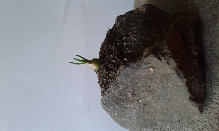 На третьому місці Ornithogallum lithopsoides. Окрема цибулина цього виду може досягати 25 мм.в діаметрі, а листки до 70 мм. довжиною.