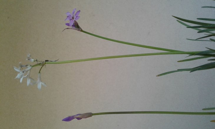 В посівах імпортного насіння Tulbaghia violacea трапляються сіянці з різним забарвленням квітів
