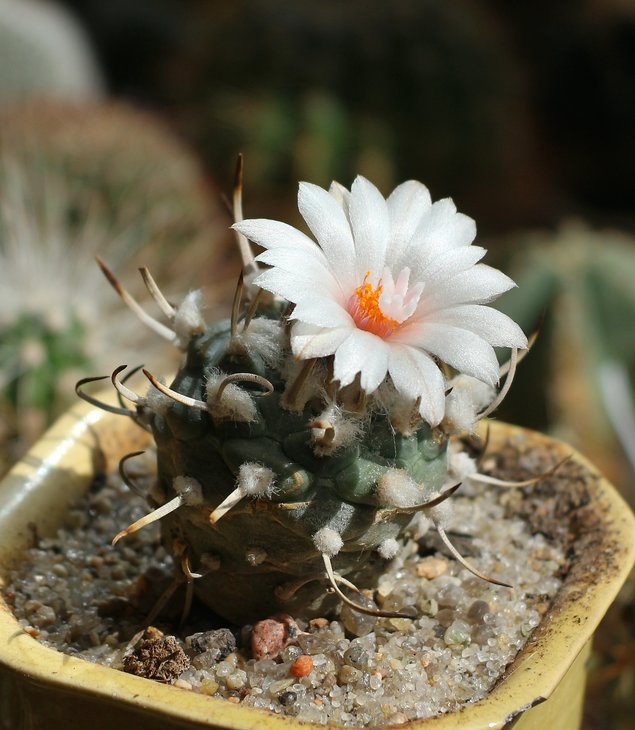 turbinicarpus polaski
