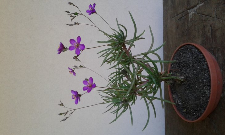 Phemeranthus ( Talinum ) teretifolius