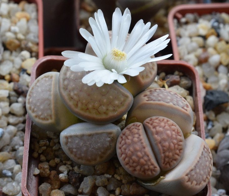 lithops hallii C303.jpg
