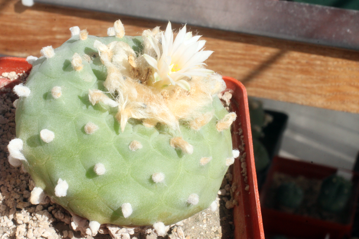 Lophophora diffusa - селекция на основе  'ssp. kubesae JHH0010892'