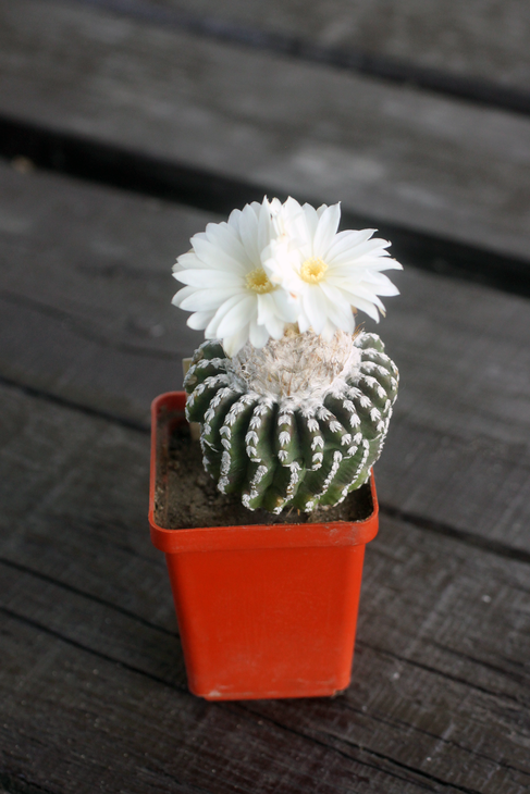 Discocactus horstii
