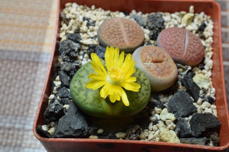 Lithops bromfieldii var. sulphurea C362.jpg