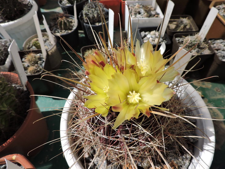 Hamatocactus longihamatus