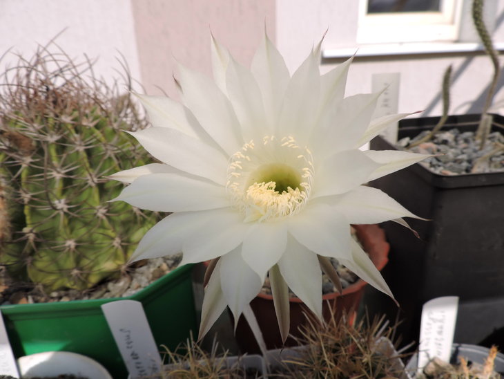 Echinopsis tubiflora