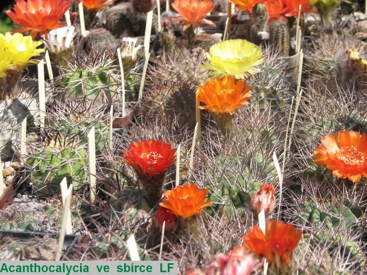 ACANTHOCALYCIUM aLF..JPG