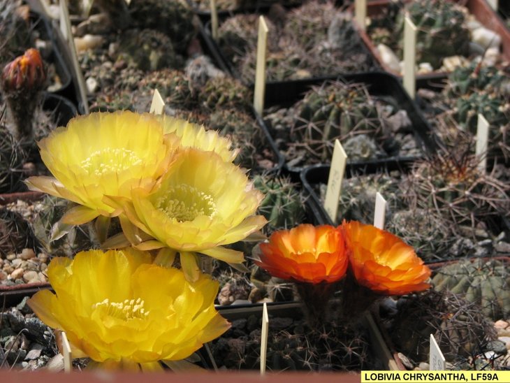 LOBIVIA CHRYSANTHA, LF59A.jpg