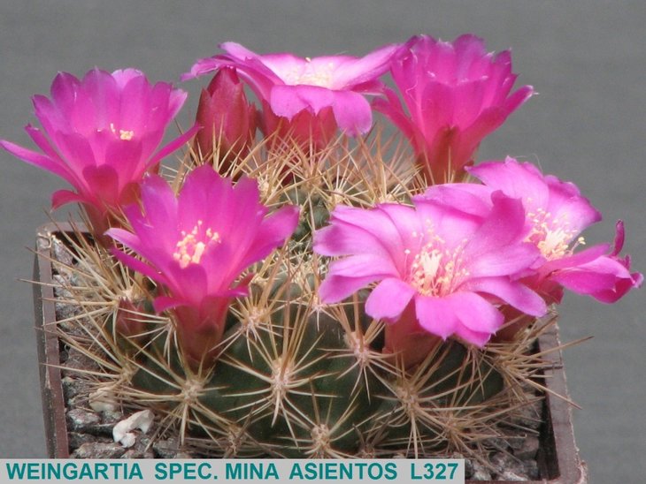 WEINGARTIA SPEC. MINA ASIENTOS L327.JPG