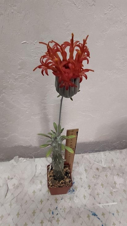 Senecio saginata