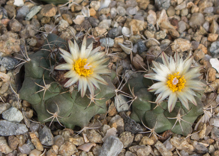 34.12_Turbinicarpus swobodae, GM 296 Rayones NL