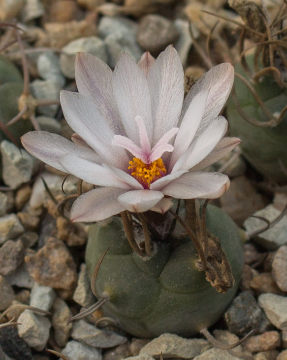34.5_Turbinicarpus macrochele, GM 1099 San Antonio SLP