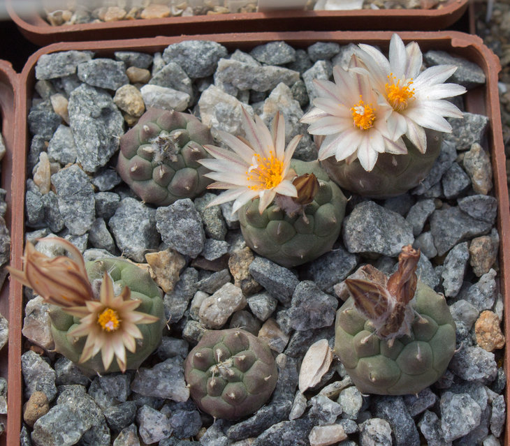 24.11_Turbinicarpus jauernigii, TCG 18001 Palomas A  SLP