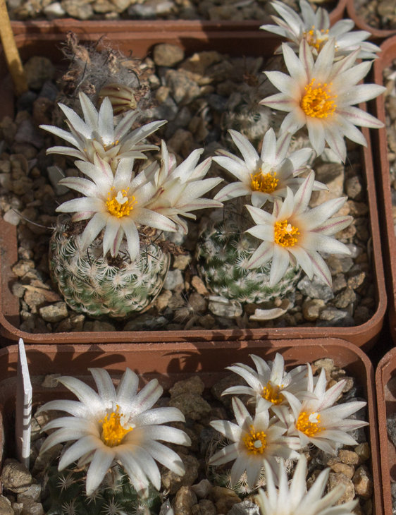 24.7_Turbinicarpus  dickisoniae, TCG 14 001 El Olmo, Nuevo Leon