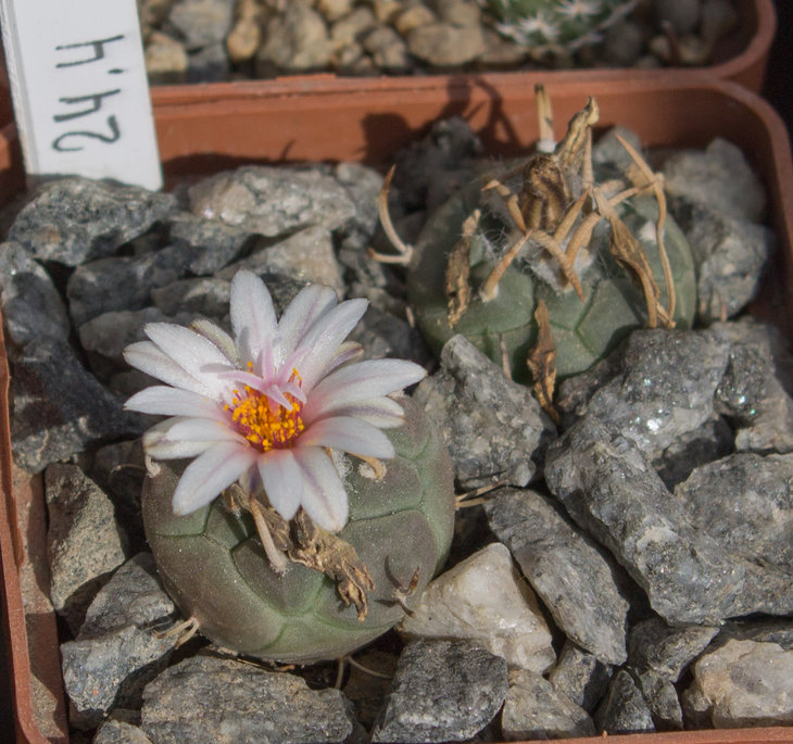 24.4_Turbinicarpus  macrochele ssp.polaskii, TCG 19001, Restaurant La Bonita SLP