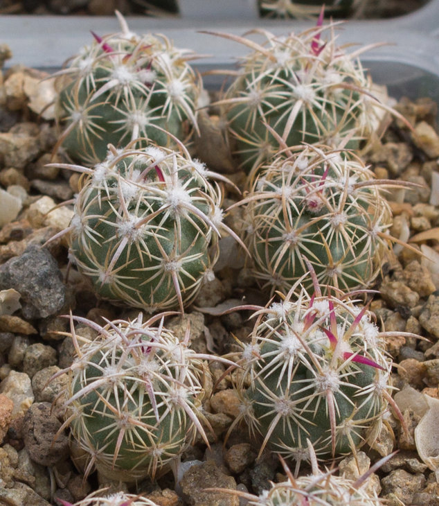 49.4_Echinomastus johnsonii RP34, Clark Co, Frenchman, Ne_Pavlicek (1128.26)