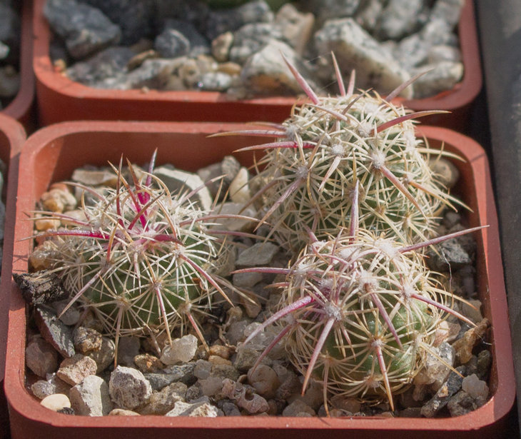 42.8_Echinomastus johnsoni, spines yellow-pink, pink fl, Meadview, Az_MG334.9