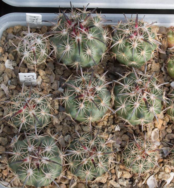 49.5_ECHINOMASTUS unguispinus v.laui, L1123, Salinas, SLP_семена от Pavlicek(1139.00)_фото_2