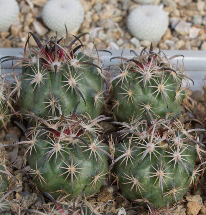 49.5_ECHINOMASTUS unguispinus v.laui, L1123, Salinas, SLP_семена от Pavlicek(1139.00)_фото_1