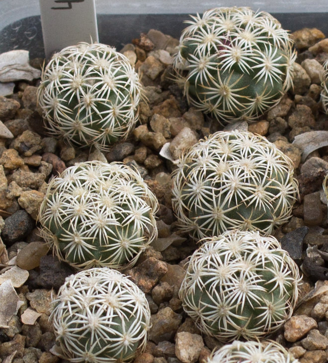 49.3_ECHINOMASTUS erectocentrus, SB462, Pima Co, Ariz._семена Pavlicek(1122.10)