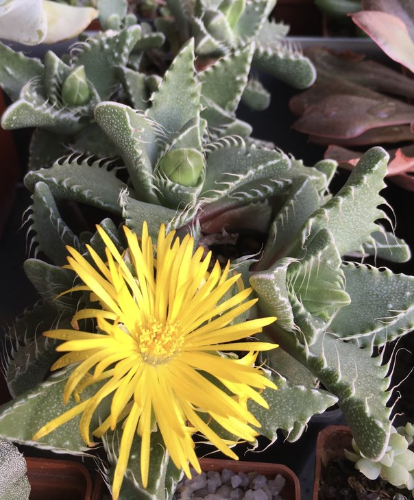FAUCARIA TIGRINA