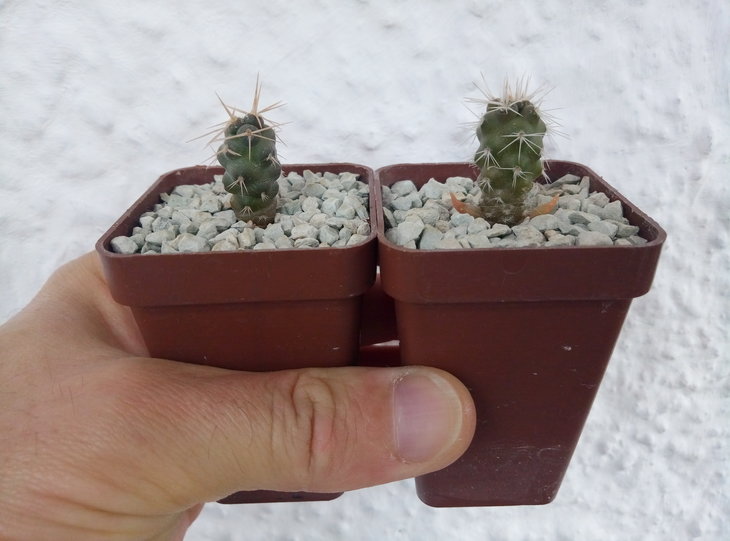 Tephrocactus geometricus, Loro Huasi, 2201 m, Catamarca, JN1831 (1).jpg