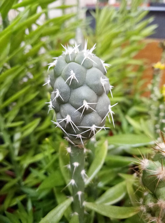 Tephrocactus geometricus, Loro Huasi, 2201 m, Catamarca, JN1831 (2).jpg
