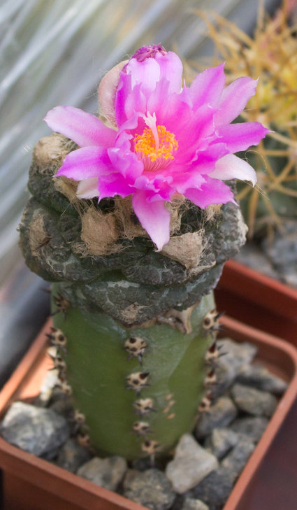 18.1_Ariocarpus fissuratus