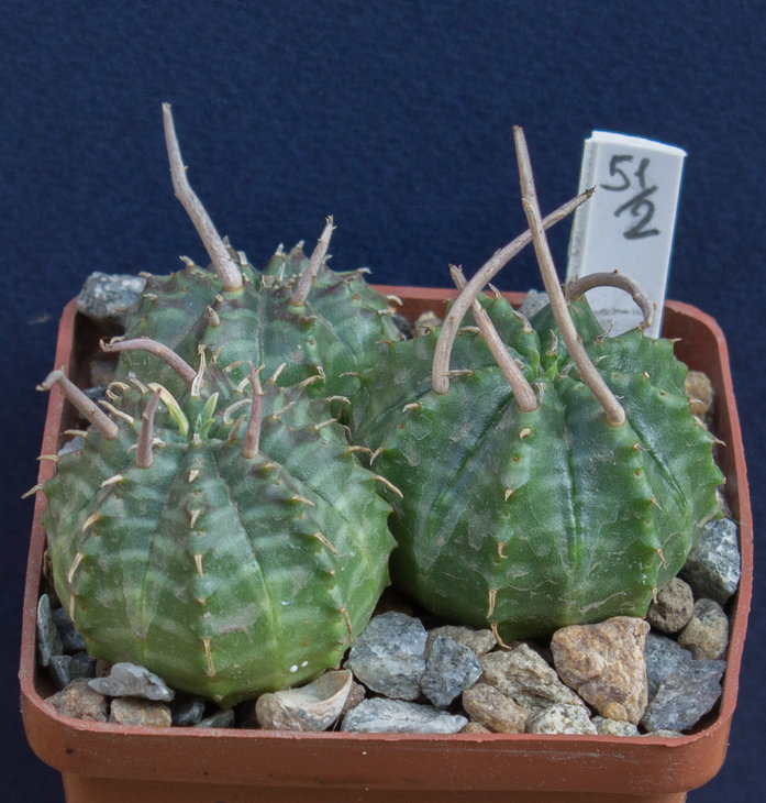 51.2_EUPHORBIA meloformis, семена от Koehres (5540)