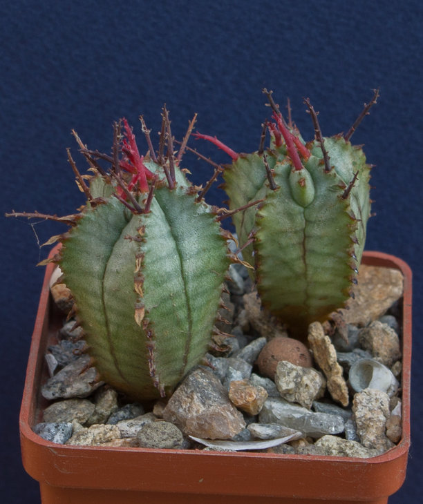 51.1_EUPHORBIA horrida, семена от Koehres (5673)