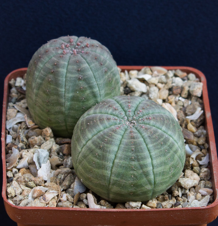 44.11_EUPHORBIA obesa, семена от Pavlicek